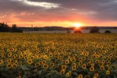 IMG_1432-Edit