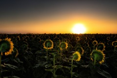 MG_2271-Edit