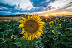 MG_2410-Edit
