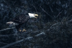 IMG_1636-Edit-2-Edit