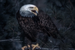 IMG_1686-Edit-2