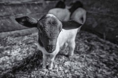 IMG_2486-Edit-Edit
