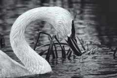 IMG_5471-Edit-2
