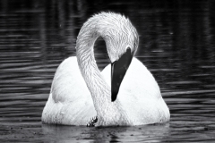 IMG_7194-Edit-Edit