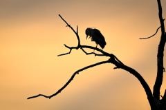 IMG_7530-Edit