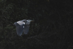 IMG_8129-Edit